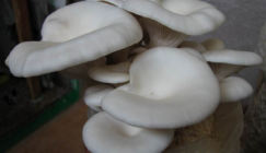 Five mushroom varieties that are suitable for cultivation in hot summer