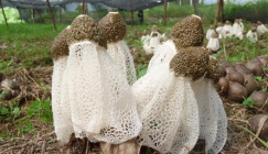 Growth environment of Bamboo fungus