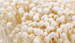 New cultivation way of Enoki mushroom