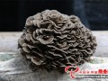 Ushered the harvest season of Maitake in Zhejiang Province, China