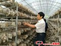 Ushered the harvest time of Shiitake in Gansu Province, China