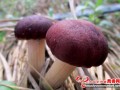 Stropharia rugoso-annulata has a desirable growth trend in Prairie Chuanfu Mushroom Base