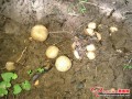 The cultivation of wild Button mushrooms in upland forest got succeed