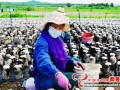 Black fungi reap a bumper harvest in Heilongjiang Province, China