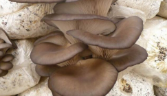 The processing methods of Oyster mushroom