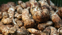 The conservation of fresh Tricholoma matsutake