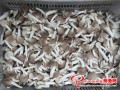 Pleurotus geesteranus massively appeared on the market