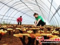 Enhance mushroom economic industry and facilitate to raise income