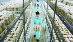 Briefly talk about the industrialized production of mushroom industry