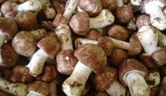 The new technology on utilizing residues of Enoki mushroom to cultivate Agaricus Blazei
