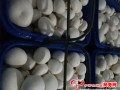 Button mushrooms are massively coming into the market in China