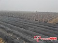 The company transformed land to build the cultivation and research base of Yellow morel