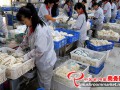 The industrialized mushrooms sell well to domestic and oversea markets