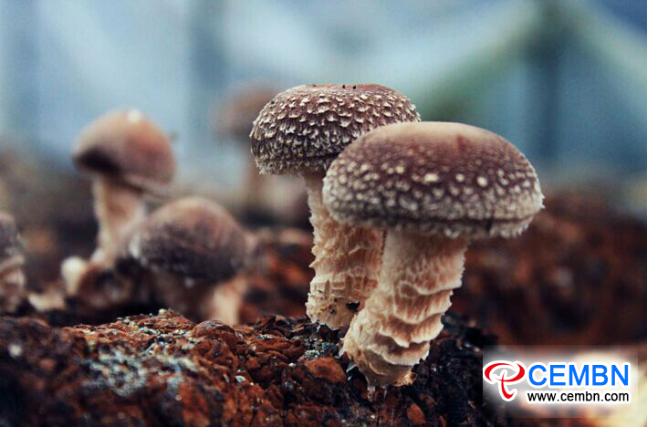 图片5