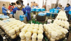 The intellectualized production technology of Enoki mushroom