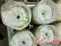 The company accelerates the base construction of rare mushroom