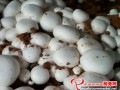 The Button mushrooms are coming into the market in large quantities