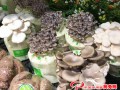 Now you are able to grow mushrooms in your balcony