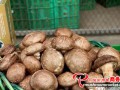 Rely on natural resources to develop mushroom cultivation