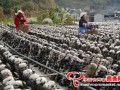 Black fungus stimulates big industry