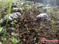 The Yellow morels in the base are fruiting