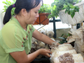 Vietnam: the mushrooms from family farm sell well