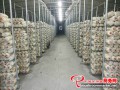 The industrialized Pleurotus geesteranus project will be put into operation