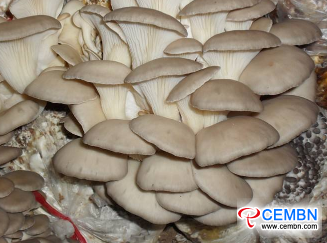 图片12