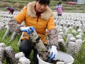 The county is ushering the bumper harvest of Black fungus