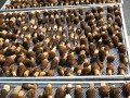 Morel cultivation got succeeded in hinterland of Tibet plateau, China