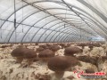 The mushroom core zone is preparing for 2017 China International Mushroom Expo