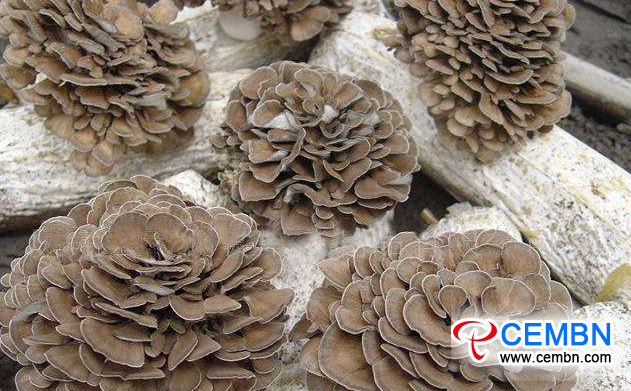 图片12