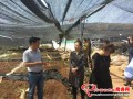 Relevant department from Henan Province conducted acceptance inspection to Morel base