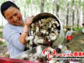 Under-forest cultivation of Stropharia rugoso-annulata helps farmers end poverty and grow ric