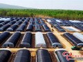 Greenhouse-type Black fungus cultivation twirls green transformation