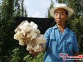 Auricularia fuscosuccinea cultivation got succeeded in Henan Province, China