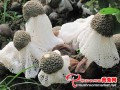 The rotation of Bamboo fungus hikes final production