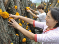 The trial cultivation of Golden Black Fungus got succeeded