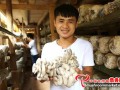 The village ushers bumper mushroom harvest and daily output totals about 400 kg