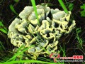 Have you ever eaten 10 famous wild mushrooms from Yunnan Province, China?