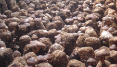 Control kernel on mites during Shiitake cultivation