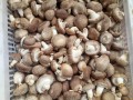 Shiitakes are coming into market in large quantities