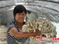 Mushrooms cultivated under Chestnut trees boost considerable revenues