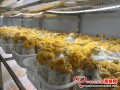 New mushroom variety - Industrialized Golden fungi are leading desirable growth trend