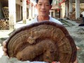 Giant Ganoderma which carries half a meter of diameter was found
