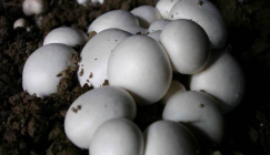 Mushroom Cultivation: Kernels to eliminate diseases and pests