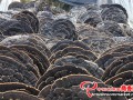 It is the harvest season of Ganoderma in Jiangxi Province, China