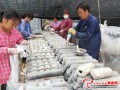 Henan Hongfeng Mushroom Co., LTD: It is the season of Shiitake production