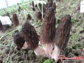 Trial Morel cultivation obtains ground-breaking results