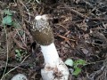 Winter Bamboo fungi are substantially coming into season